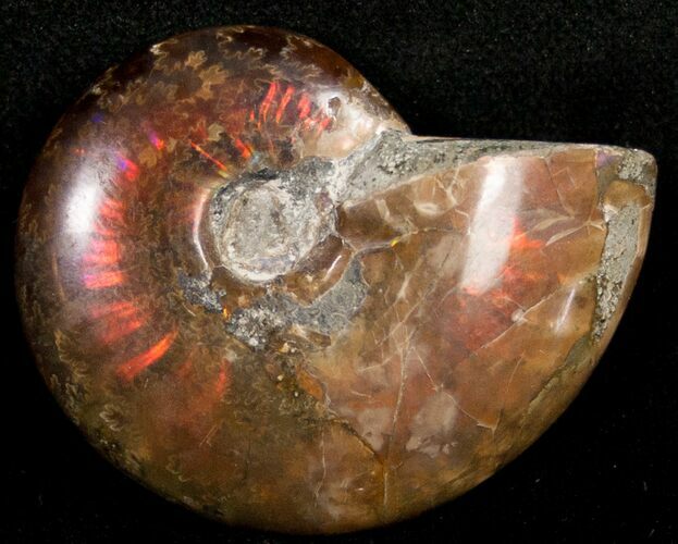 Flashy Red Iridescent Ammonite - Wide #10368